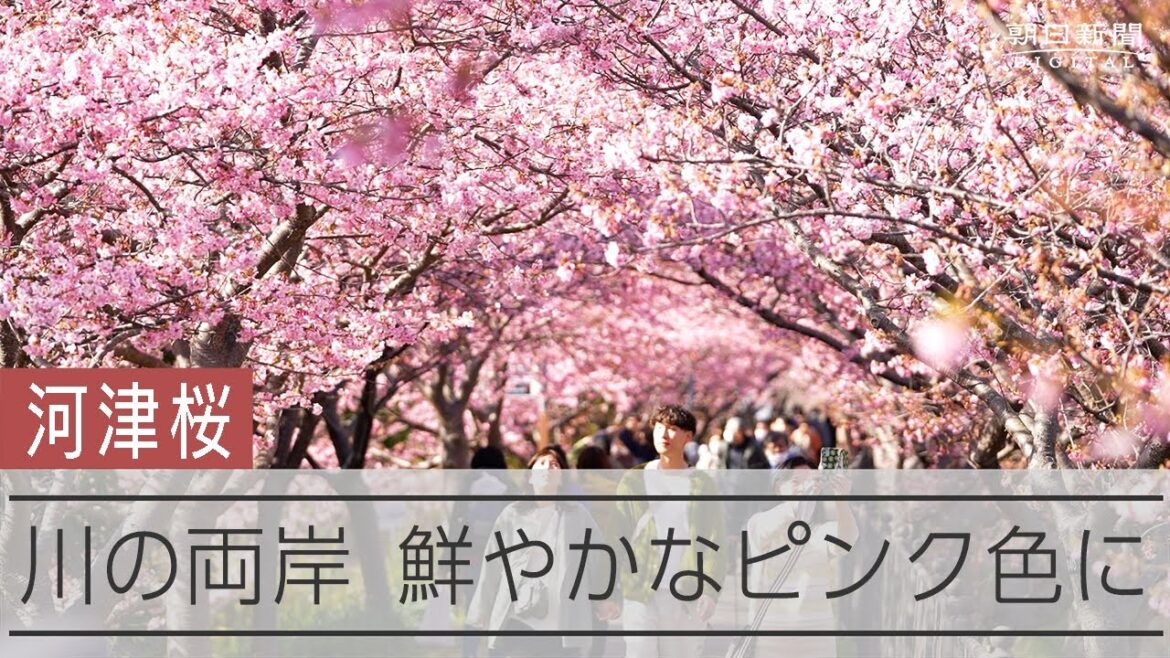 早咲きの河津桜が見頃　静岡県河津町